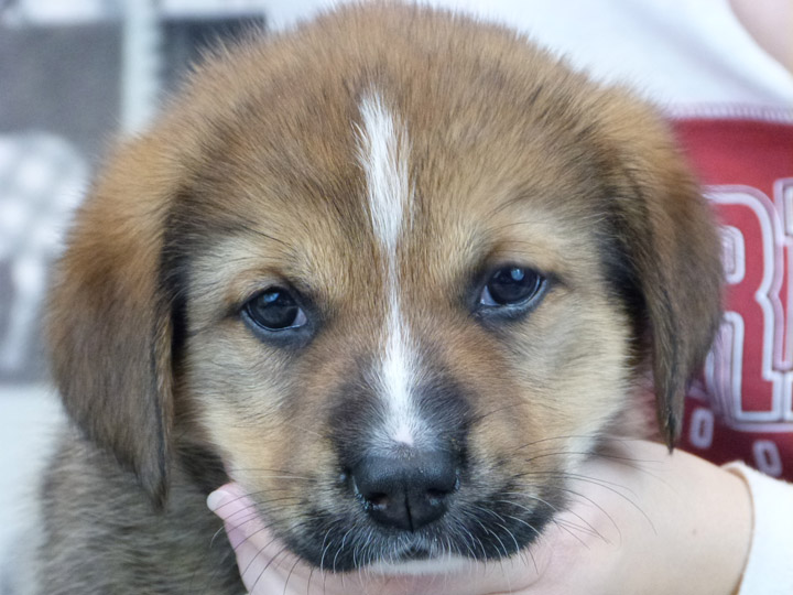 chinook puppy